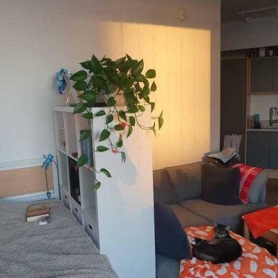 Downtown Brooklyn Studio Apartment